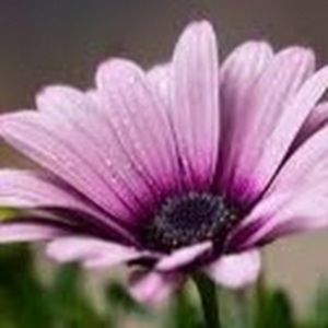 Meet your Posher, Jessie